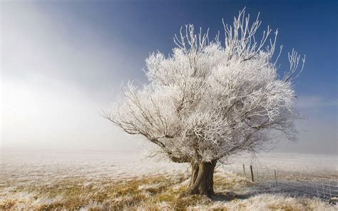 art pictures: White Tree Wallpapers