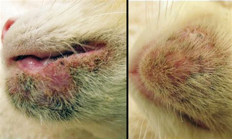 Chin Dermatitis in a Cat | Clinician's Brief