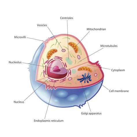 Animal Cell Organelles | Biology - Quizizz