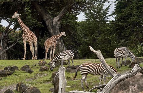 Zoo Montana offers free admission to teachers | Explore Big Sky