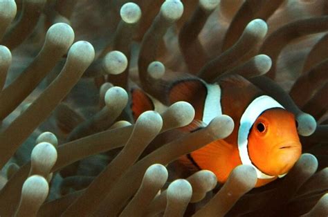 What Do Clownfish Eat? Dietary Habits of Colorful Reef Dwellers