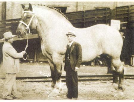 Sampson, a Shire horse gelding foaled in 1846 in England, stood 21.2½ ...