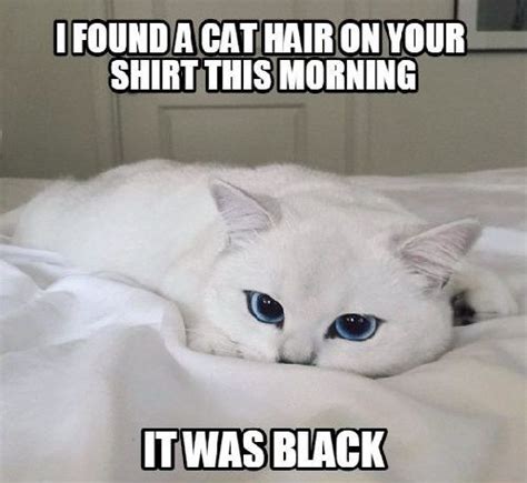 70+ Most Hilarious White Cat Meme & Funny White Cat Images