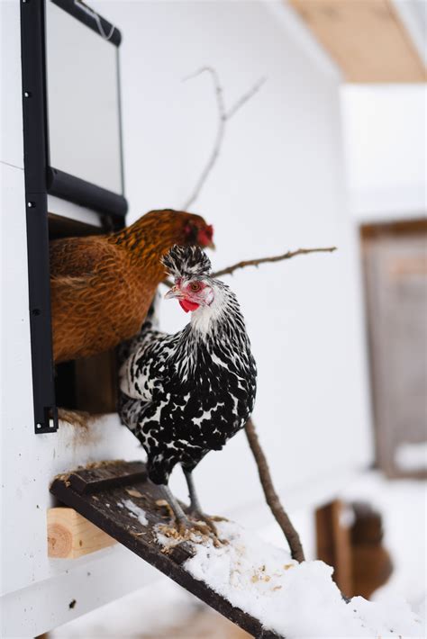 Cold Weather Chicken Care 101 For Beginners - Oak Abode