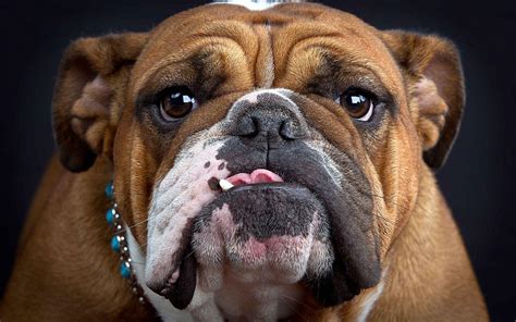 English Bulldog Wallpapers - Wallpaper Cave