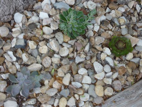 A Few of My Favorite Things: Front Yard Succulents