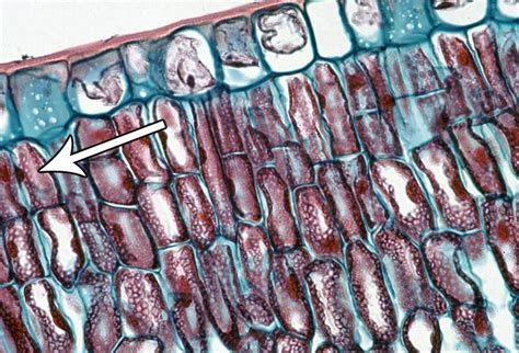 Cell Types, Parenchyma