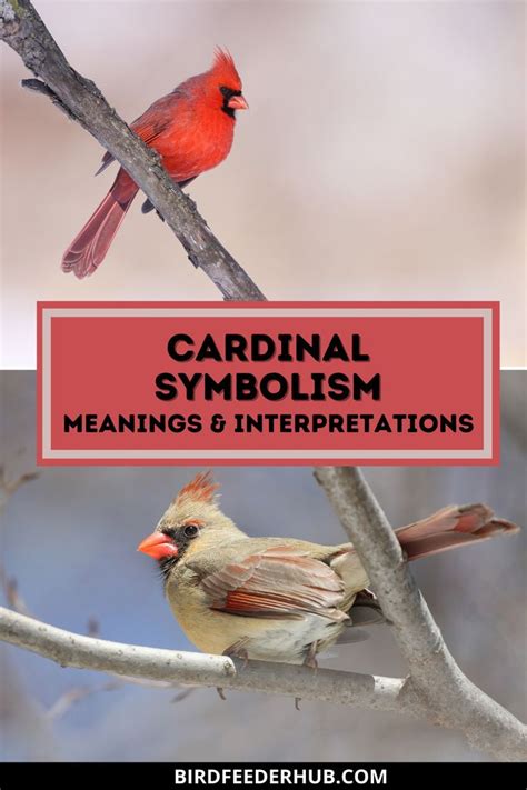 Cardinal Symbolism | Cardinal symbolism, Cardinal, Meant to be