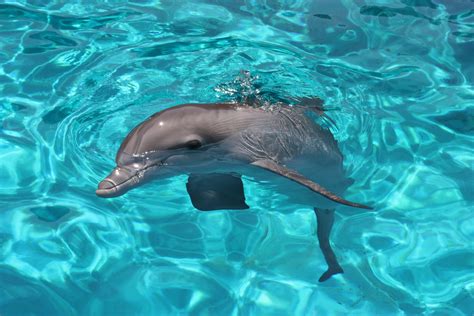 "Winter" the Dolphin Clearwater Florida!!! | Dolphins, Dolphin tale, Clearwater florida