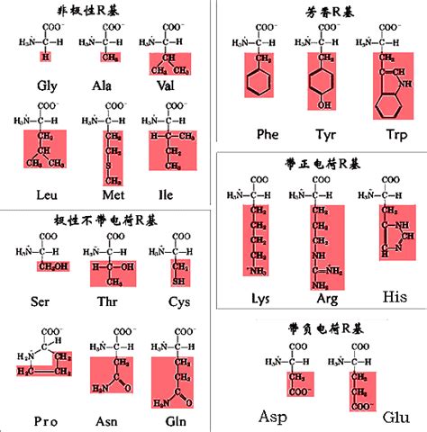 生物化学: 氨基酸结构 | 蕴瑜课堂