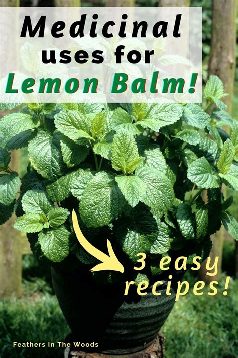 How to use Lemon Balm (3 recipes!) in 2023 | Medicinal herbs garden, Herbal remedies recipes ...