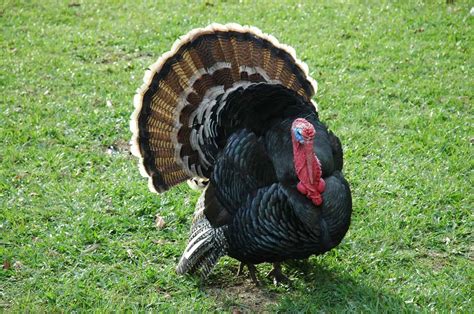 Turkey Feathers: More Facts, Awesome Ideas, and Buying Guide