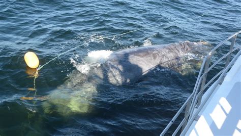 Fatal attraction: Why are so many right whales in the Gulf of St. Lawrence? | CBC News