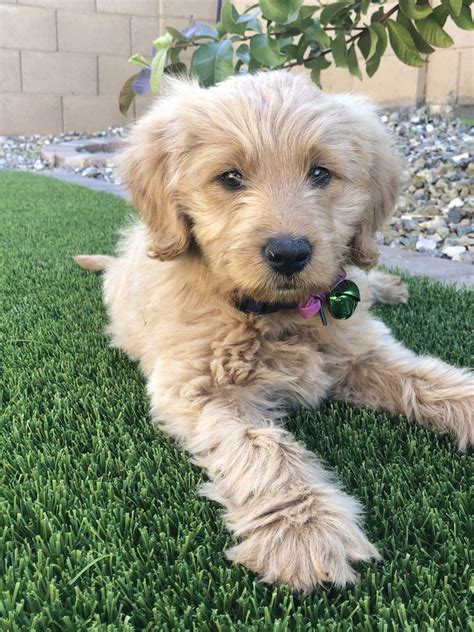 Goldendoodle Puppies For Sale | Gilbert, AZ #320944