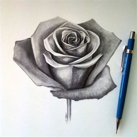 Rose Drawing by LethalChris on DeviantArt