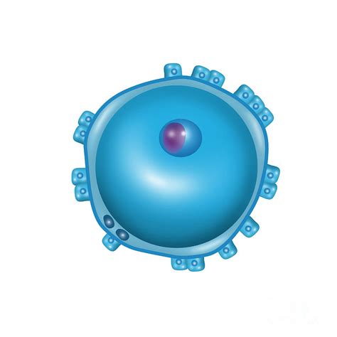 Zygote, Fertilization, Illustration Photograph by Gwen Shockey - Fine Art America