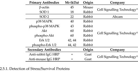 List of western blot antibodies. | Download Scientific Diagram