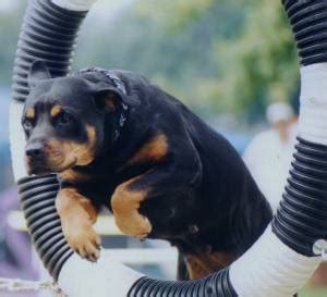 Taking Care and also Train Rottweiler Dog | Dog Training