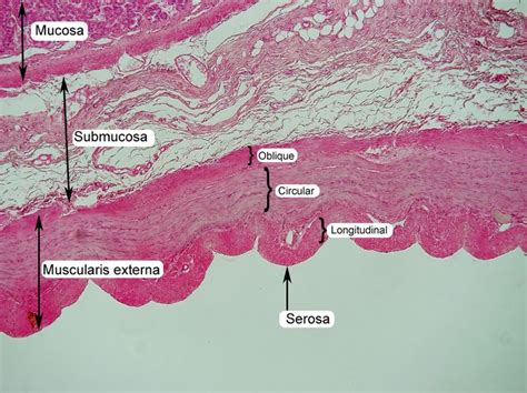 Trachea Histology Mucosa Submucosa