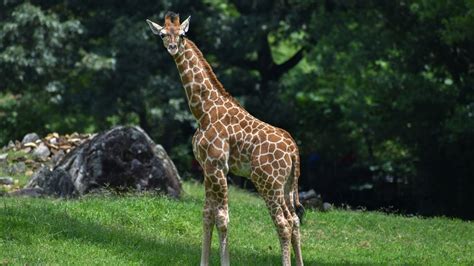 North Carolina Zoo giraffe calf dies unexpectedly | kens5.com