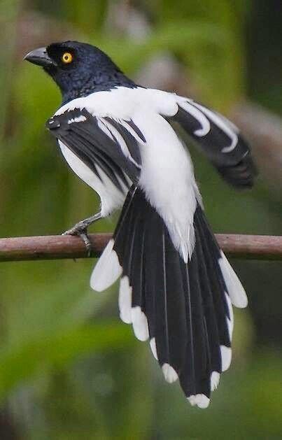 Black and White Magpie | Incredible Pics