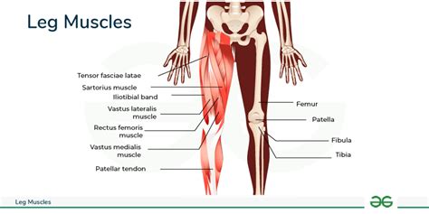 Leg Muscles - Definition, Parts, Anatomy & their Functions - GeeksforGeeks