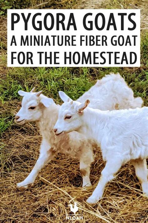 Pygora Goats – A Miniature Fiber Goat for the Homestead • New Life On A ...