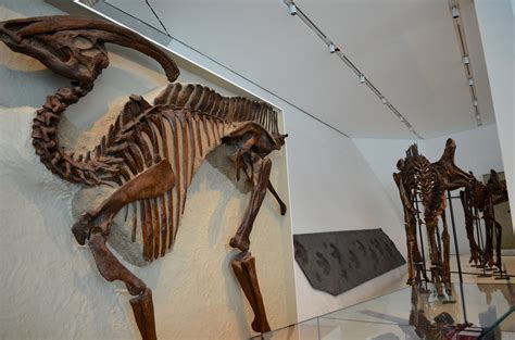 Parasaurolophus Fossil | Parasaurolophus (/ˌpærəsɔːˈrɒləfəs/… | Flickr