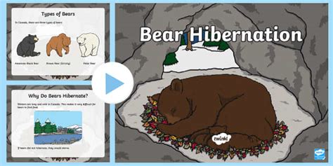 Primary Bear Hibernation PowerPoint (l'enseignant a fait)