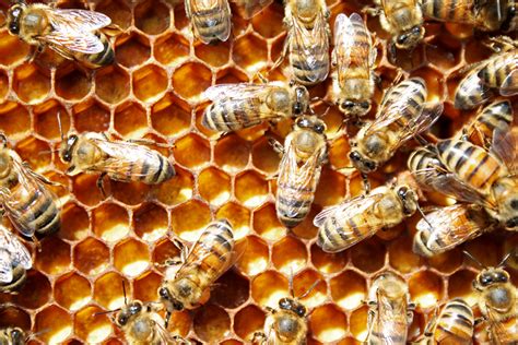 Beyond royal jelly: Study identifies plant chemical that determines a honey bee's caste