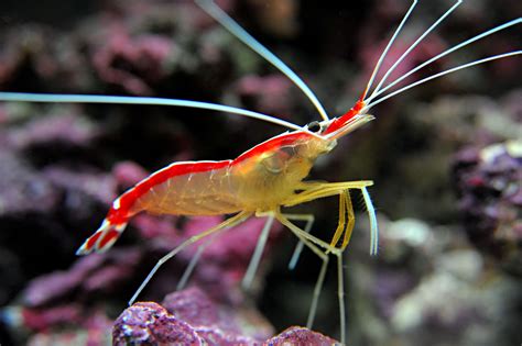 Nikon D3 Cleaner Shrimp | Criaturas marinas bonitas, Bajo el mar, Camarones