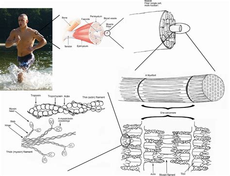 Muscle - Wikipedia