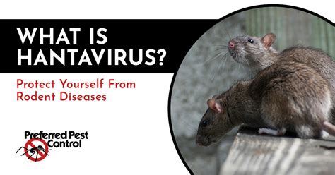 What is Hantavirus? Avoid Diseases From Mice