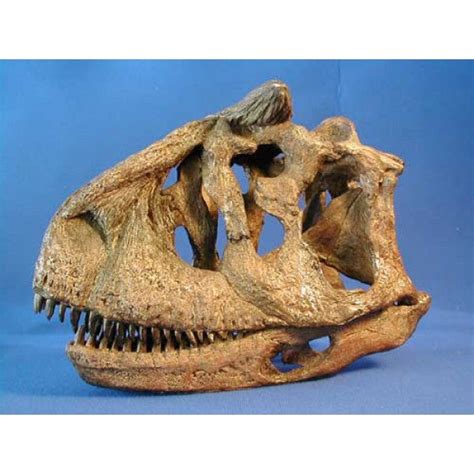 Carnotaurus Skull Replica - 1/4 Size | DINOSAURS ROCK SUPERSTORE | Fossil & Mineral Specimens