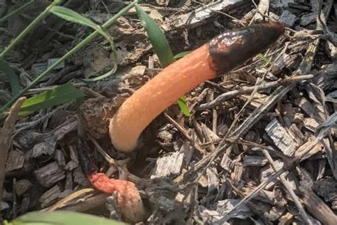 What Is A Stinkhorn Mushroom?