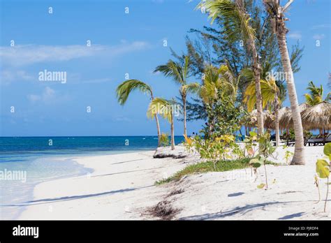 Tropical Beach in Falmouth Jamaica. Palm Trees and White Sand Beaches ...