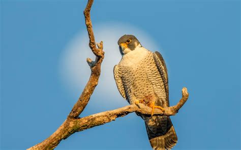 Peregrine Falcon | Audubon Field Guide