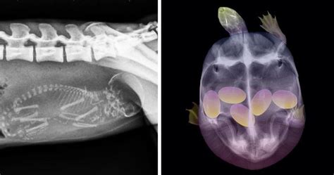 23 X-Rays Of Pregnant Animal Bellies That We Can’t Decide Are Cute Or Creepy | Bored Panda