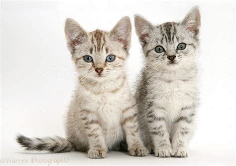 Silver tabby Bengal-cross kittens photo WP14770