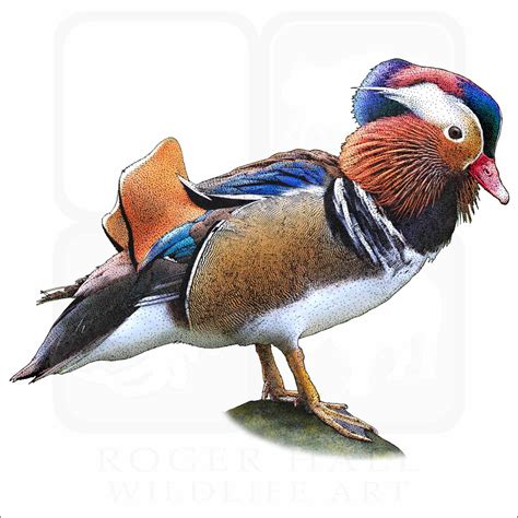 Mandarin Duck - Signed Fine Art Print - inkart