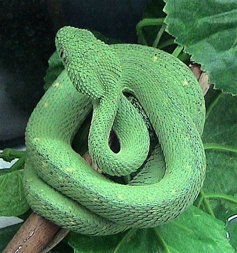 Ghana's Incredible Wildlife in 20 Photos | African bush viper, Snake, Amphibians