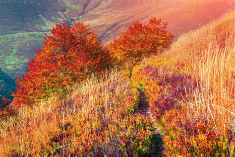 Colorful autumn sunrise in the mountain forest. 1319018 Stock Photo at ...