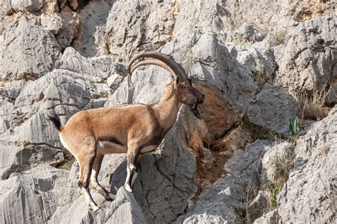 Can Mountain Goats Climb Cliffs? (What You Need To Know)