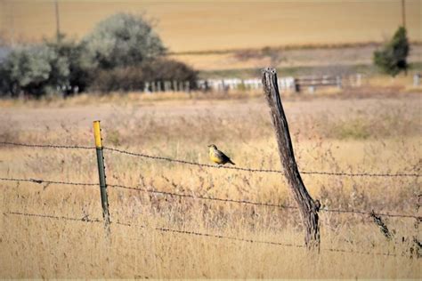 October 17 Meadowlark - SkySpy Photos, Images, Video