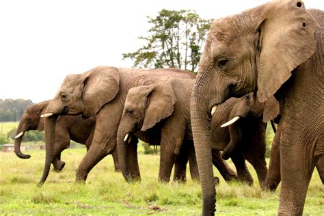 Volunteer with Elephants in South Africa - Conservation Programs ...