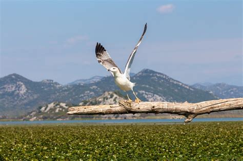 Tour to the Skadar lake and river Crnojevica in Montenegro