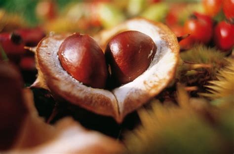 When is conker season 2017 and do conkers keep spiders away? | Metro News