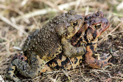 Toad Breeding Season Photograph by Sherman Perry - Fine Art America