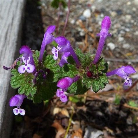 Henbit, Lamium amplexicaule | Edible wild plants, Edible plants ...