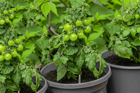 Tomato Plants Not Growing In Pots